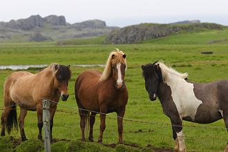 Konie w fiordach wschodnich